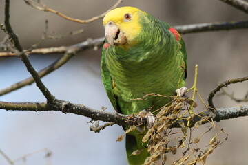 Yellow-headed Amazon (Amazona oratrix), Rosenstein Park, Stuttgart, Baden-Wuerttemberg,Germany