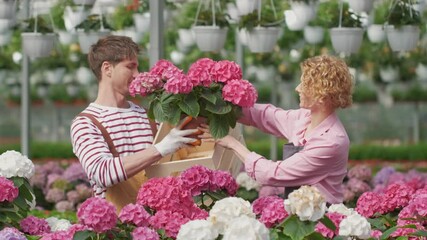 Portrait couple workers who work together in a flower center collect for sale Purple Hydrangea flower in a garden - Powered by Adobe