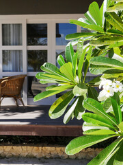 Entrance in hotel room, flowers frangipani, bali style