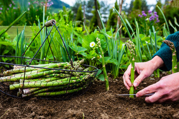 Woman's hand shear green asparagus in the garden.