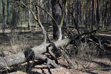 Pine forest in Kiev Region,Ukraine. Natyre of Eastern Europe