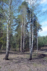 Naklejka premium Pine forest in Kiev Region,Ukraine. Natyre of Eastern Europe