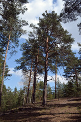 Pine forest in Kiev Region,Ukraine. Natyre of Eastern Europe