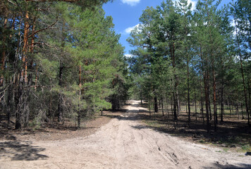 Pine forest in Kiev Region,Ukraine. Natyre of Eastern Europe
