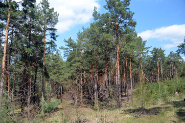 Pine forest in Kiev Region,Ukraine. Natyre of Eastern Europe