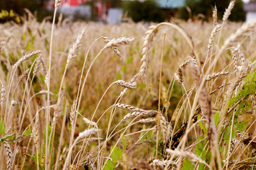 Autumn harvest. Wheat field in the countryside. Ripe ears of wheat with grains. Selective focus.