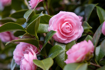 京都ぶらぶら、乙女椿満開