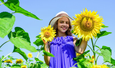 Small girl rustic style hiding behind sunflowers, good harvest