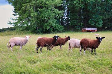 Three sheep in a row looking in the same direction on a spring day in rural Germany.