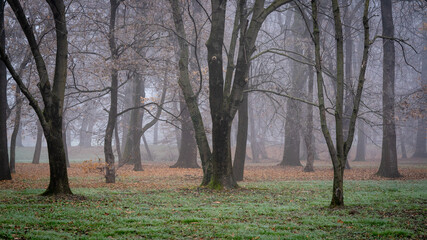 trees in the fog, the park, winter