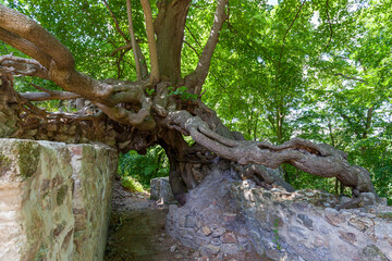 die Lauenburg im Harz bei Stecklenberg