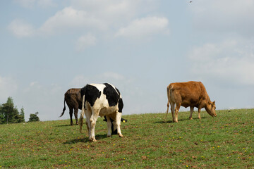 cows on a meadow