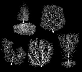 human development biology neuron with cell on black