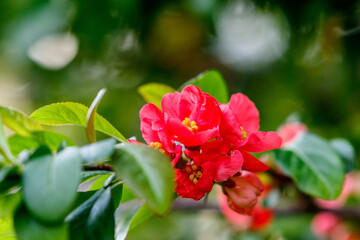 Japanese quince flowers in the evening light
