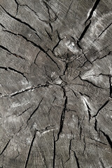 Old wood texture. A cut of an old tree stump. Black and white image. 