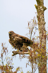 Impressive buzzard, buteo buteo, just landed on a branch in the spring with copy space. Dominant...