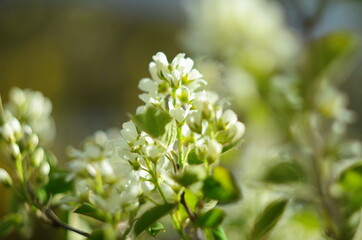 Budding and blooming white branches of an Amelanchier or Shadbush shrub or Serviceberry in the morning
