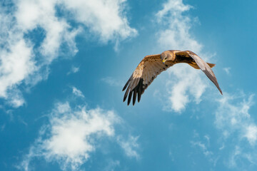 The Marsh Harrier flies against a beautiful, blue clouded sky, looking for prey