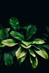 green leaves background