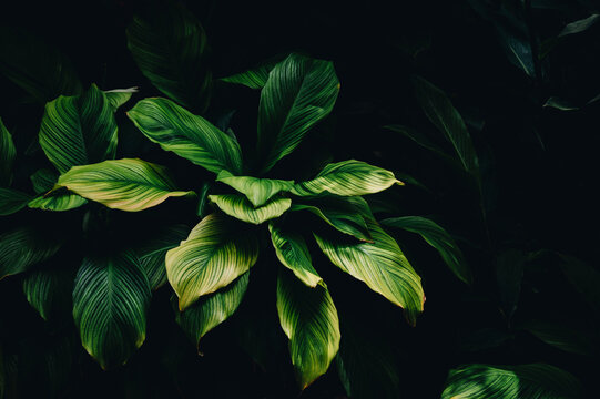 green leaves on black background