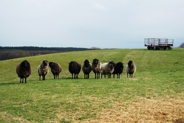 dorper sheep grazing in a pasture