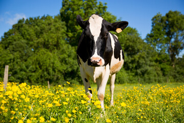 Vache laiti&egrave;re dans les champs de fleurs au printemps.