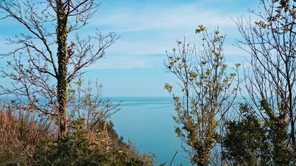 Panoramic view of the Mediterranean Sea from a field with trees, plants and ears of wheat (Marche, Italy, Europe)