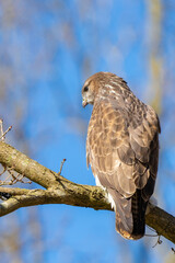Buzzard in the forest. Sitting on a branch of a deciduous tree in winter. Wildlife Bird of Prey,. Detailed feathers in close up. Blue sky behind the trees. Wildlife scene from nature, seen from behind