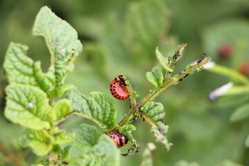 Red Colorado beetles eat green potato tops at summer day, insect agricultural pest bug