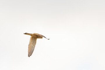 Close up of Kestrel - bird of prey - hovering in the sky, hunting for prey
