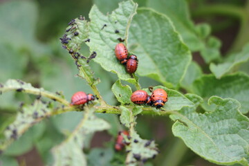 Lots of red Colorado potato beetles on a green potato leaf at summer day