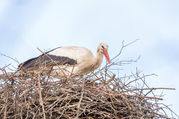 A stork stands in its nest, Builds the nest. A beautiful blue sky with white clouds in the background. copy-space