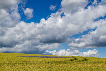 Kornfeld mit blauen Kornblumen