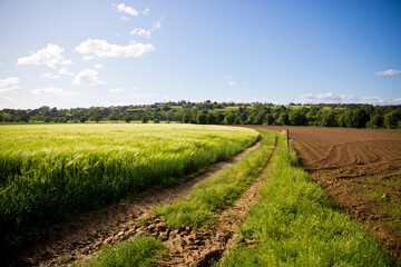 Fototapeta na wymiar Chemin de terre à travers un paysage de campagne au printemps.