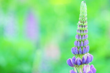 ルピナス　花　紫