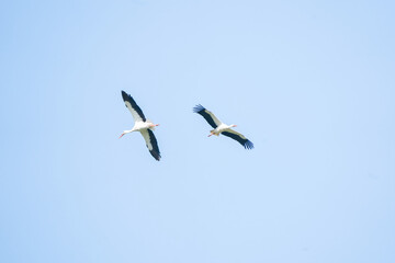 Two storks fly high in the blue sky