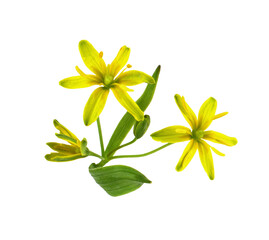 Closeup of yellow Gagea lutea flowers, bud and leaves isolated