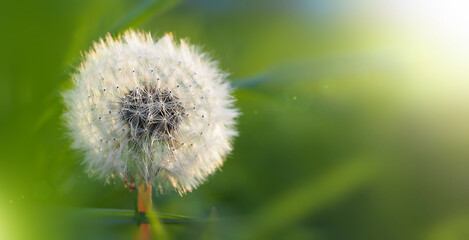 fluffy dandelion with seeds in the sun against the background of green grass