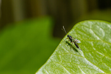 fly on leaf