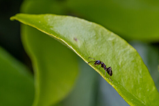 red ant on leaf