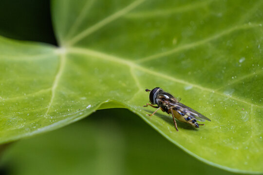 fly sitting on leaf