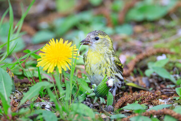 Seed-eating siskin and dandelion flowers