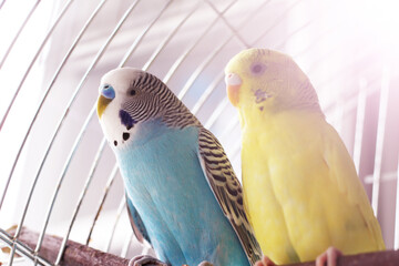 Yellow and blue budgies together in a cage