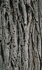 bark of a tree