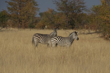 Fototapeta na wymiar zebras in the wild 