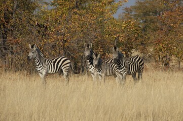Fototapeta na wymiar zebras in the wild 