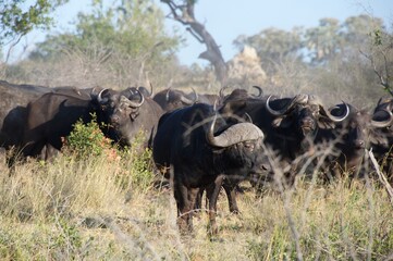 Naklejka na ściany i meble lots of buffalos in the wild 