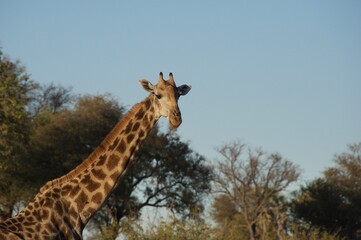 giraffe in the wild 