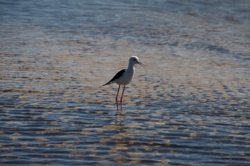 african bird in the wild 