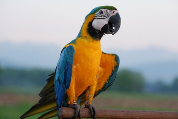macaw parot bird wing blue and yellow  big bird